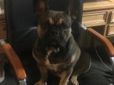 Mâle Bouledogue Français disponible pour saillie