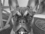 Mâle Bouledogue Français disponible pour saillie
