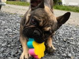 Mâle Bouledogue Français disponible pour saillie