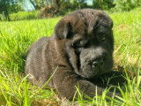 Chiot mâle Shar-Peï à vendre