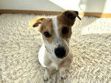 Mâle Jack Russel disponible pour saillie
