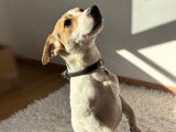 Mâle Jack Russel disponible pour saillie