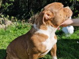 Superbes chiots American Bully &agrave; vendre