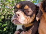 Superbes chiots American Bully &agrave; vendre