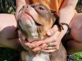 Superbes chiots American Bully &agrave; vendre