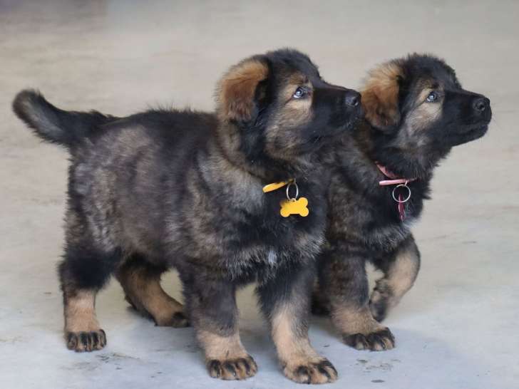 2 chiots femelles Altdeutscher Schäferhund disponibles