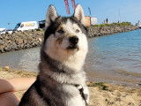 Mâle Husky Sibérien disponible pour saillie