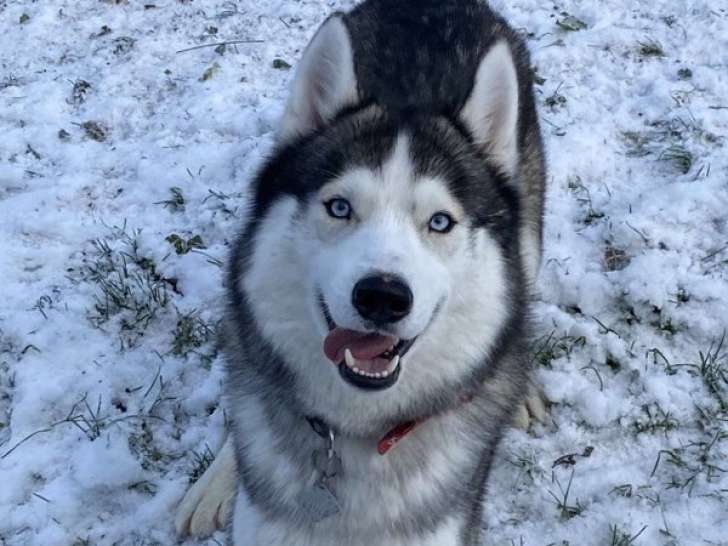 Mâle Husky Sibérien disponible pour saillie