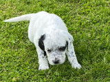 Chiots de race Setter Anglais &agrave; vendre (2 m&acirc;les)