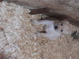 Chiots Labrador Retriever noirs ou beiges à vendre