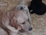 Chiots Labrador Retriever noirs ou beiges à vendre