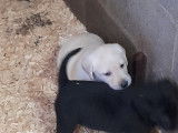 Chiots Labrador Retriever noirs ou beiges à vendre