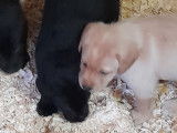 Chiots Labrador Retriever noirs ou beiges à vendre