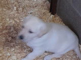 Chiots Labrador Retriever noirs ou beiges à vendre