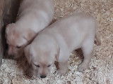 Chiots Labrador Retriever noirs ou beiges à vendre