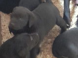 Chiots Labrador noir et brun à vendre