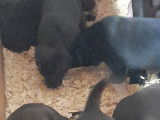 Chiots Labrador noir et brun à vendre