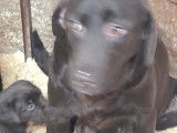 Chiots Labrador noir et brun à vendre