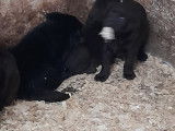 Chiots Labrador noir et brun à vendre