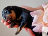 À réserver, 1 chiot mâle Rottweiler LOF