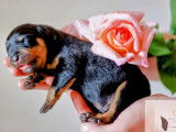À réserver, 1 chiot mâle Rottweiler LOF
