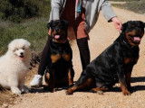 À réserver, 1 chiot mâle Rottweiler LOF