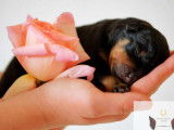 À réserver, 1 chiot mâle Rottweiler LOF
