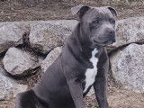 Mâle Staffordshire Bull Terrier bleu LOF disponible pour saillie