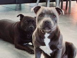 Mâle Staffordshire Bull Terrier bleu LOF disponible pour saillie