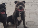 Mâle Staffordshire Bull Terrier bleu LOF disponible pour saillie