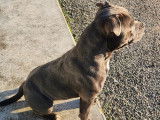 Mâle Staffordshire Bull Terrier bleu LOF disponible pour saillie