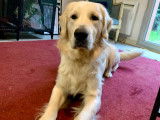 Buddy, mâle Golden Retriever disponible pour saillie