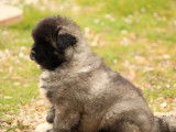 À réserver : 1 chiot femelle Akita Américain LOF