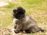 À réserver : 1 chiot femelle Akita Américain LOF