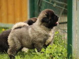 À réserver : 1 chiot femelle Akita Américain LOF