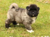 À réserver : 1 chiot femelle Akita Américain LOF