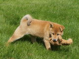 Un chiot mâle Shiba Inu LOF, à vendre