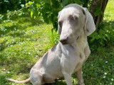 À vendre : 1 chiot mâle Braque de Weimar LOF