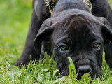 À vendre : 4 chiots Cane Corso LOF