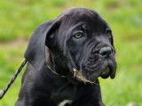 À vendre : 4 chiots Cane Corso LOF