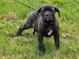 À vendre : 4 chiots Cane Corso LOF