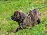 À vendre : 4 chiots Cane Corso LOF