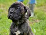 À vendre : 4 chiots Cane Corso LOF
