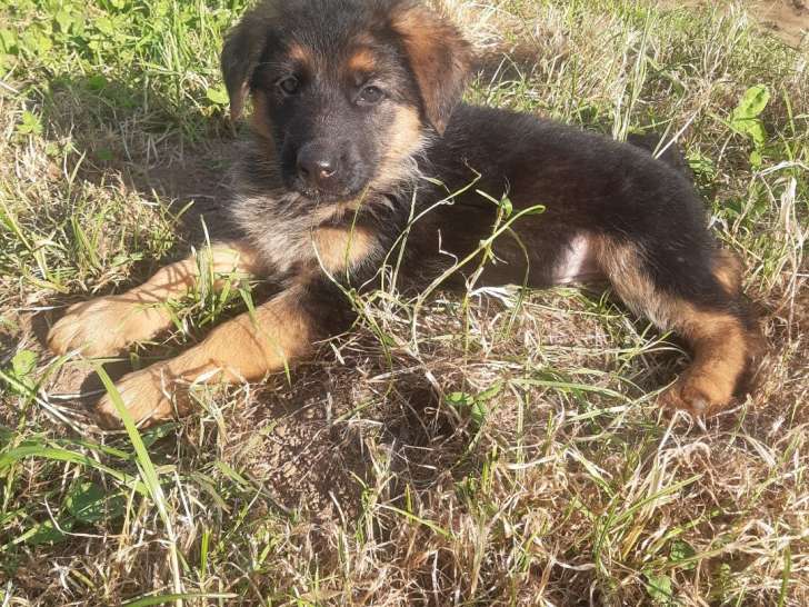 Chiots berger allemand lof