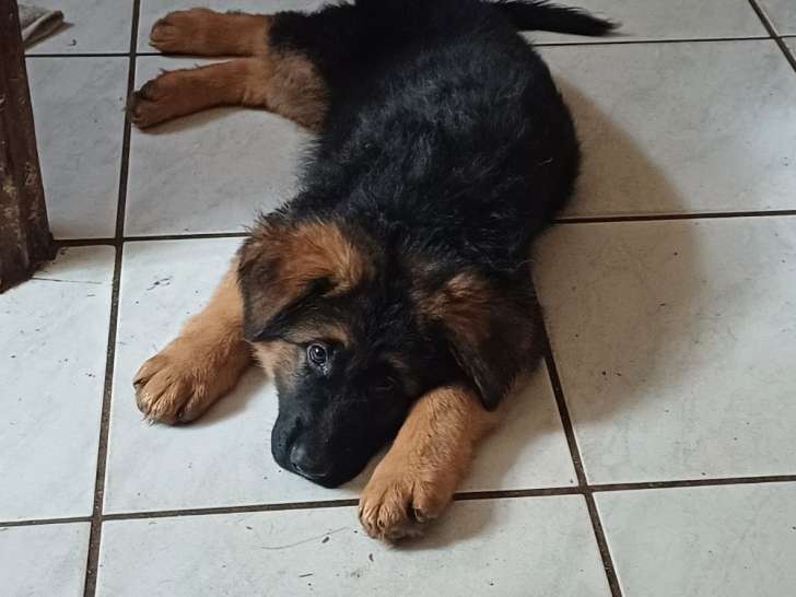 Chiots berger allemand lof