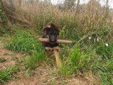 Chiots berger allemand lof
