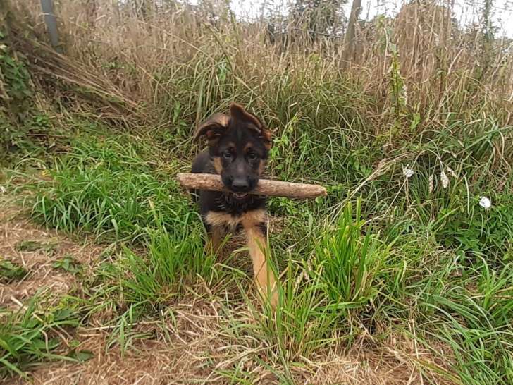 Chiots berger allemand lof