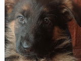 Chiot femelle BA lof