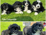 5 chiots Bichons Havanais LOF disponibles à la vente
