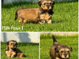 5 chiots Bichons Havanais LOF disponibles à la vente